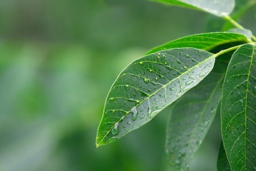 Image showing Leaf