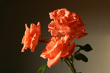 Image showing roses