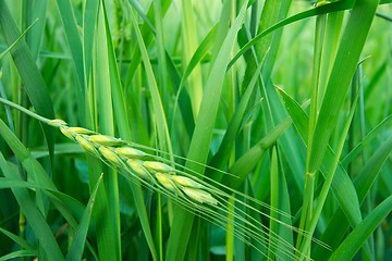 Image showing Wheat