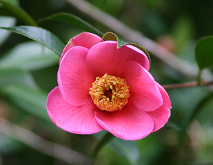 Image showing camelia