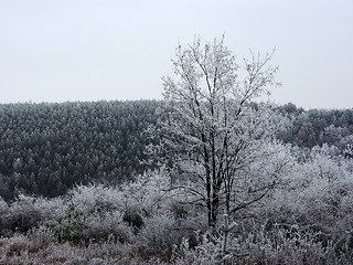 Image showing Winter