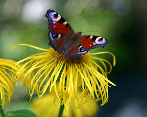 Image showing butterfly