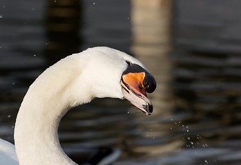 Image showing Swan