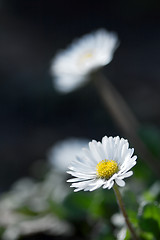 Image showing Flowers