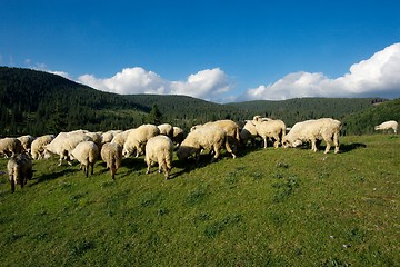 Image showing Sheeps