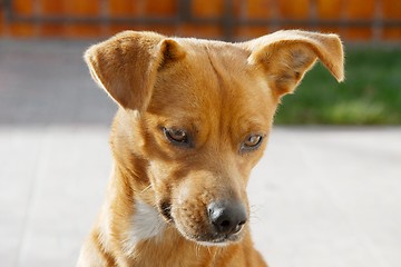 Image showing Dog