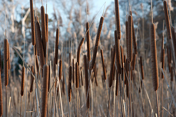 Image showing Bulrush