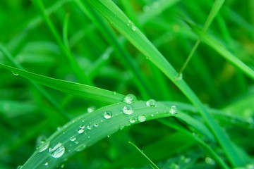 Image showing Grass