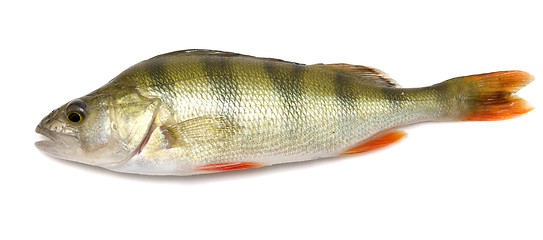 Image showing perch