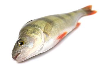 Image showing perch