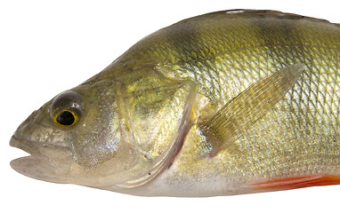 Image showing perch