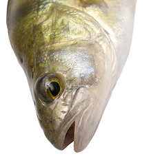 Image showing head of fish