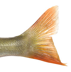 Image showing fish tale