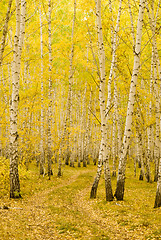 Image showing autumn forest