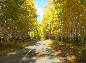 Image showing autumn forest