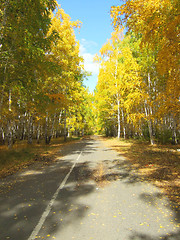 Image showing road in forest