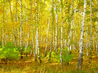 Image showing autumn forest