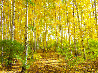 Image showing autumn forest