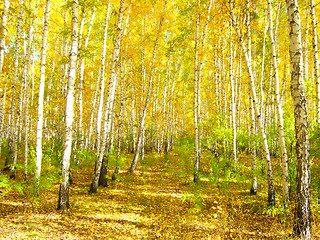 Image showing autumn forest