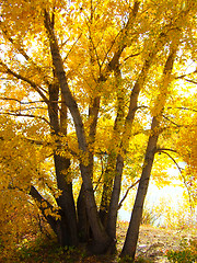 Image showing autumn tree