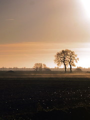 Image showing Two Lonely Trees in the Morning II