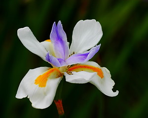 Image showing Iris Wild Fairy