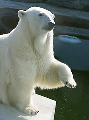 Image showing Polar bear