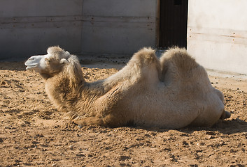 Image showing Camel