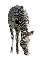 Image showing Zebra