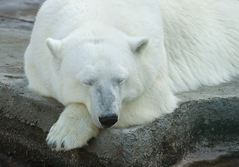 Image showing Polar bear