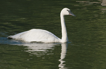 Image showing Swimming swan