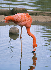 Image showing Red flamingo