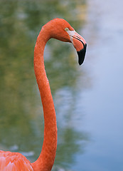 Image showing Portrait of a red flamingo
