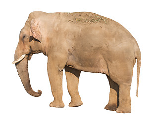 Image showing Elefant