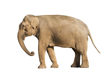 Image showing Elefant