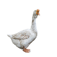 Image showing White goose