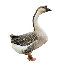 Image showing White goose