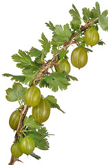 Image showing Gooseberry