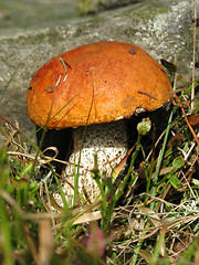 Image showing Red-capped scaber stalk