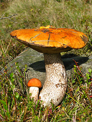 Image showing Two red-capped scaber stalks