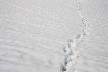 Image showing tracks in snow