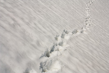 Image showing tracks in snow