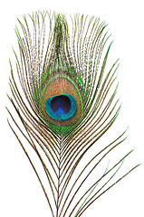 Image showing Peacock feather