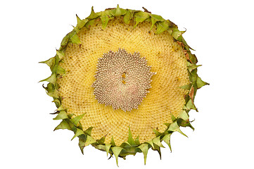 Image showing Sunflower