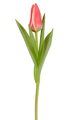 Image showing Tulip