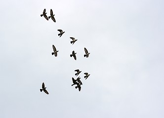 Image showing Birds