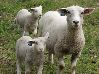 Image showing Sheep