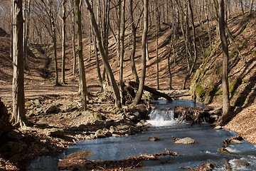 Image showing Forest