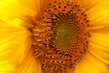 Image showing Sunflower