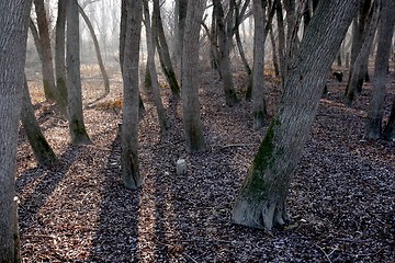 Image showing Trees